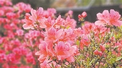 井岡山大學北區(qū)的生物園內(nèi)，一叢叢映山紅競相怒放。井岡山大學供圖