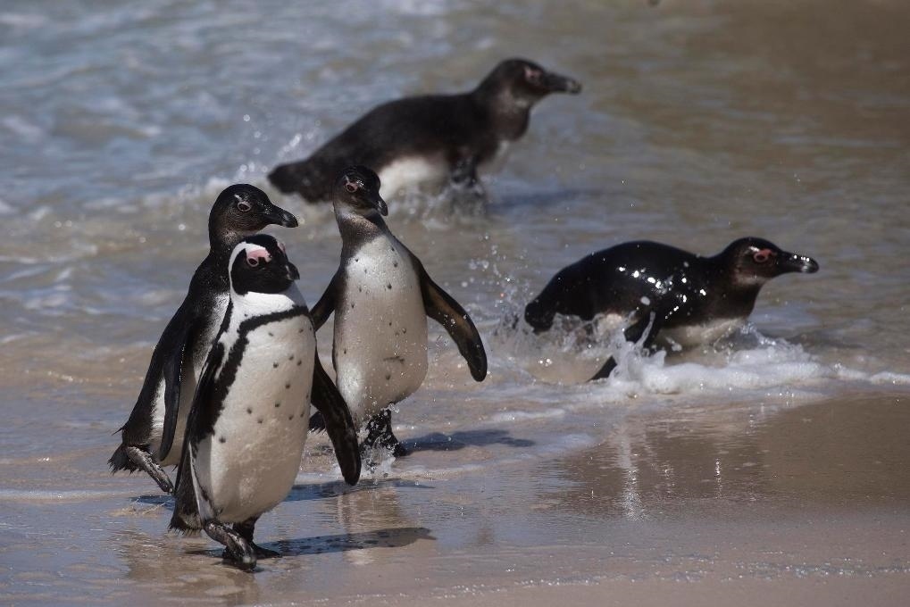 這是2021年9月29日在南非西蒙斯敦的博爾德斯海灘拍攝的捕食歸來的非洲企鵝。新華社記者 陳誠 攝