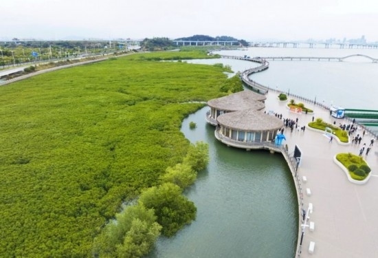 2024年1月23日拍攝的廈門市翔安區(qū)下潭尾紅樹(shù)林公園（無(wú)人機(jī)照片）。新華社記者 林善傳 攝