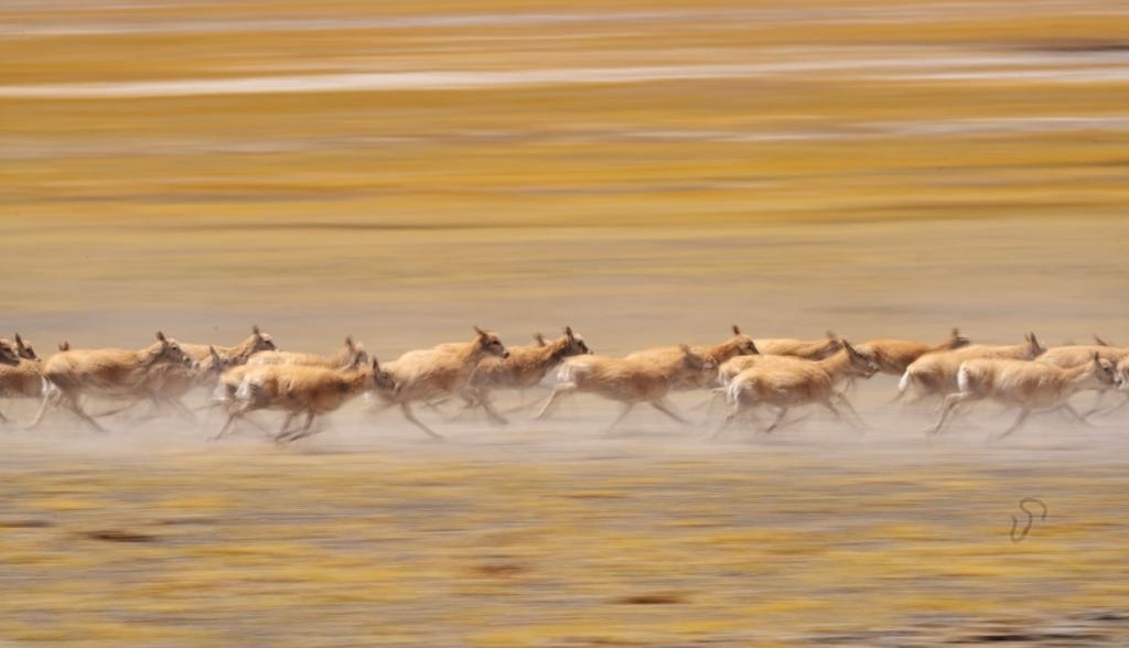 2024年6月13日，在羌塘國家級自然保護區(qū)，遷徙中的藏羚羊奔跑起來。新華社記者費茂華攝