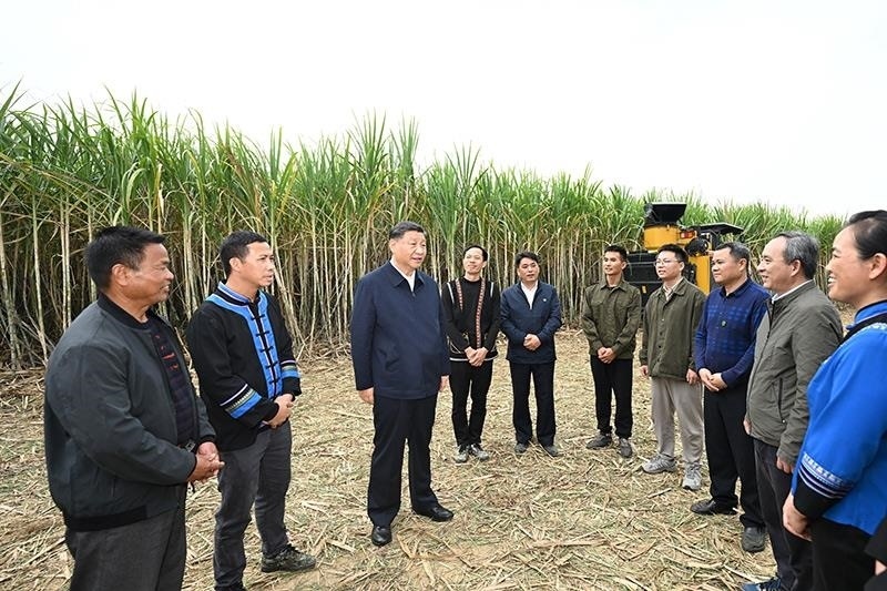 2023年12月14日，習(xí)近平總書記在廣西來賓市國家現(xiàn)代農(nóng)業(yè)產(chǎn)業(yè)園黃安優(yōu)質(zhì)“雙高”糖料蔗基地考察時，同蔗農(nóng)、農(nóng)機手和農(nóng)技人員親切交流。