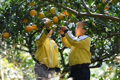 貴州黃平縣小朋友在校外勞動實踐基地采摘柑橘。