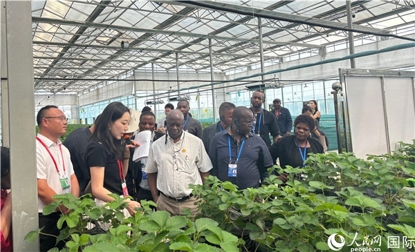 研討班成員在大棚中了解植物種植技術(shù)。人民網(wǎng) 曹欣悅攝