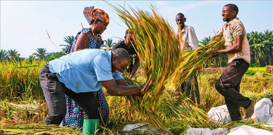 2018 年，中國農(nóng)業(yè)專家組在布隆迪布班扎省吉漢加縣設(shè)立首個水稻減貧示范村。圖為當(dāng)?shù)剞r(nóng)戶在稻田里給雜交水稻脫粒（2023 年 6 月 20 日攝） 韓旭攝 / 本刊
