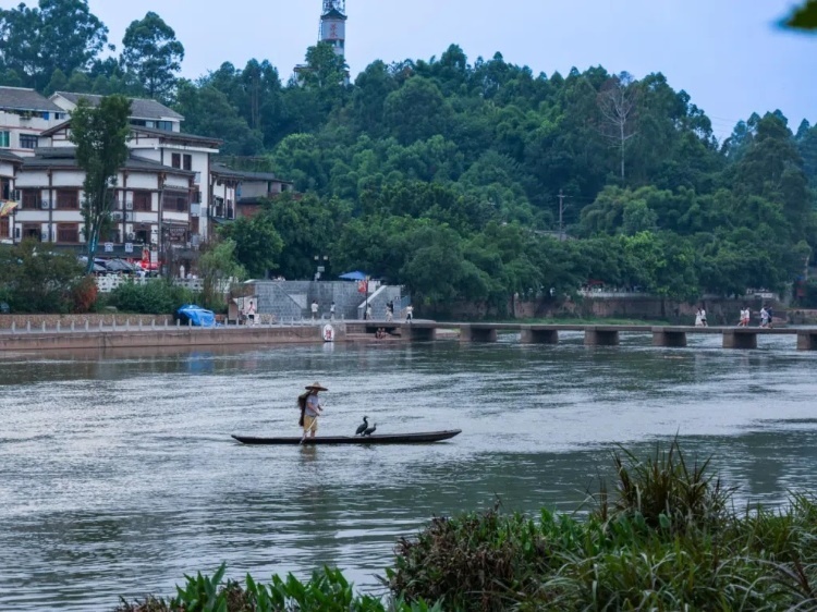 蘇稽古鎮(zhèn)的漁民在進(jìn)行魚鷹捕魚表演。本報記者 伊霄攝
