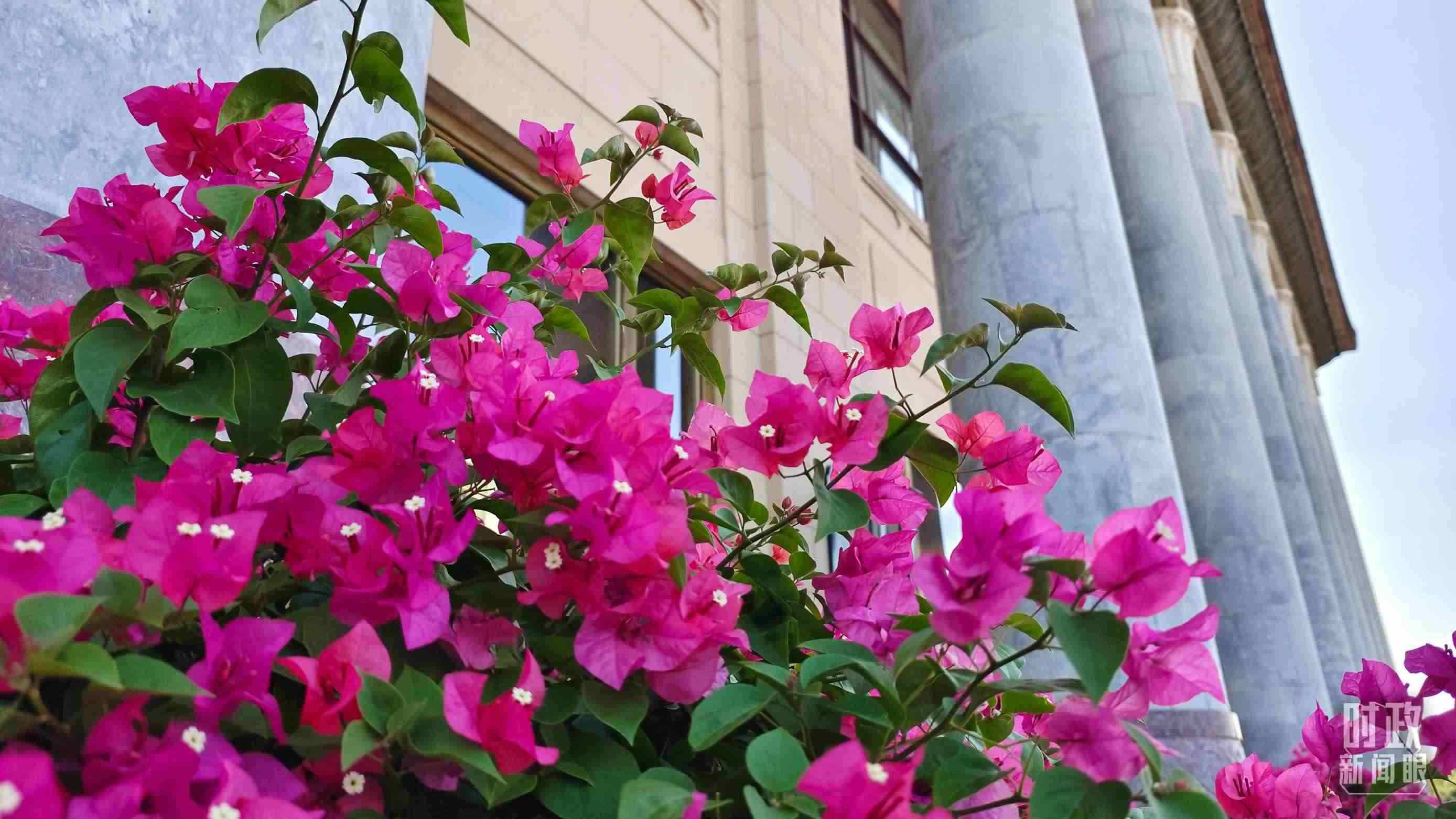 △人民大會(huì)堂外花團(tuán)錦簇。（總臺(tái)央視記者韓銳拍攝）