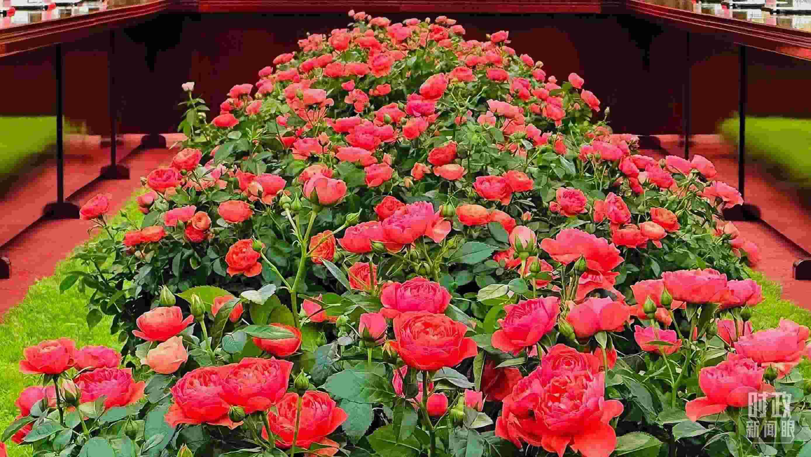 東大廳會(huì)談桌中間擺放的紅果汁月季，象征著蓬勃與堅(jiān)韌。（總臺(tái)央視記者范一鳴拍攝）