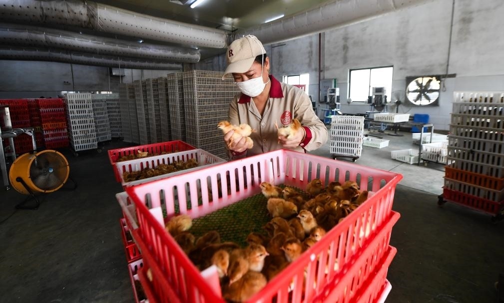 在文昌市的海南（潭牛）文昌雞股份有限公司孵化廠，工人在挑選文昌雞苗。新華社記者楊冠宇 攝