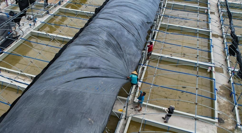 在文昌市翁田鎮(zhèn)的海興農(nóng)翁田蝦苗場(chǎng)，工人重新鋪設(shè)頂棚。無人機(jī)照片，新華社記者楊冠宇 攝