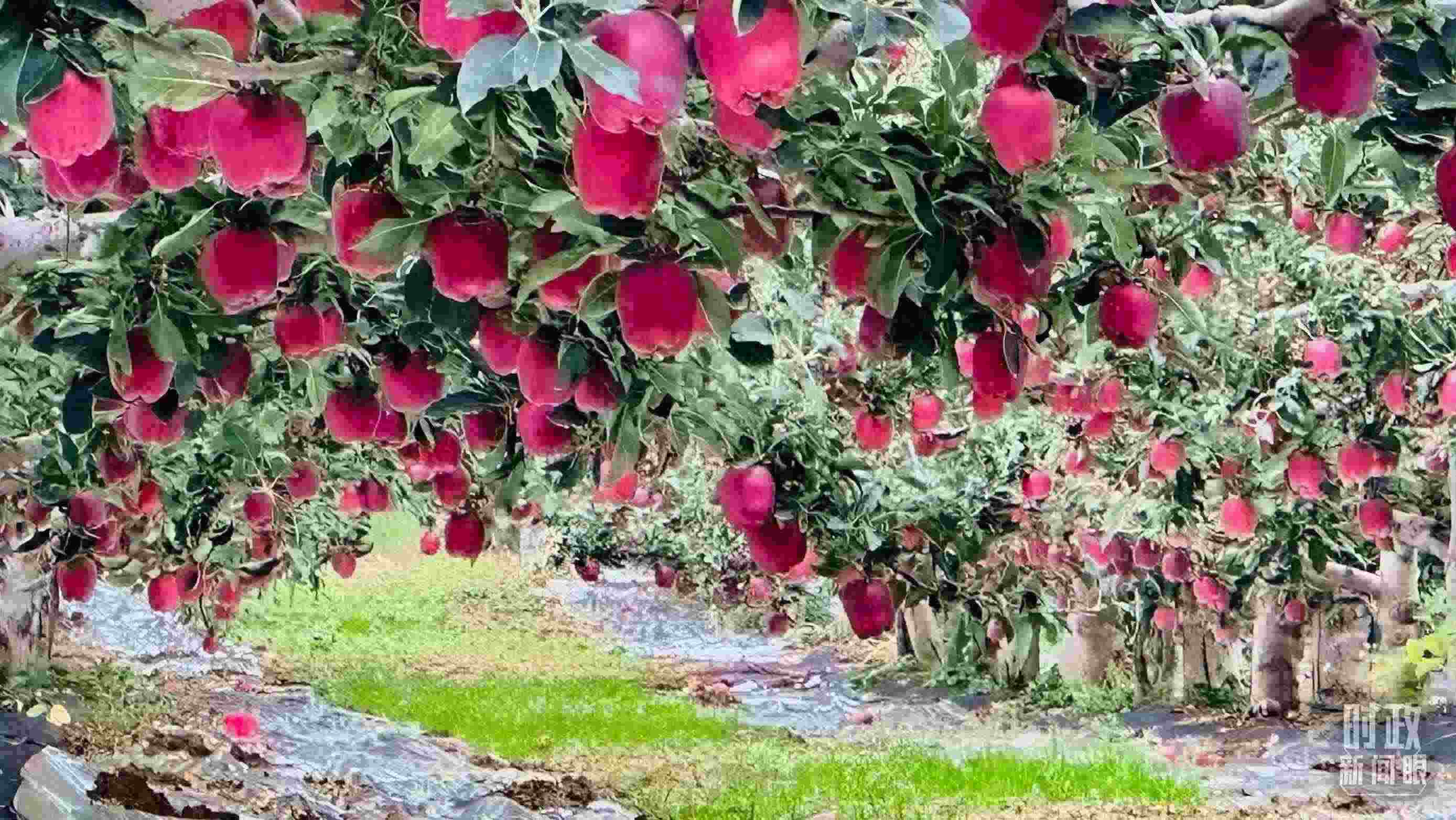 △ 麥積區(qū)南山花牛蘋果基地。（總臺(tái)央視記者范一鳴拍攝）