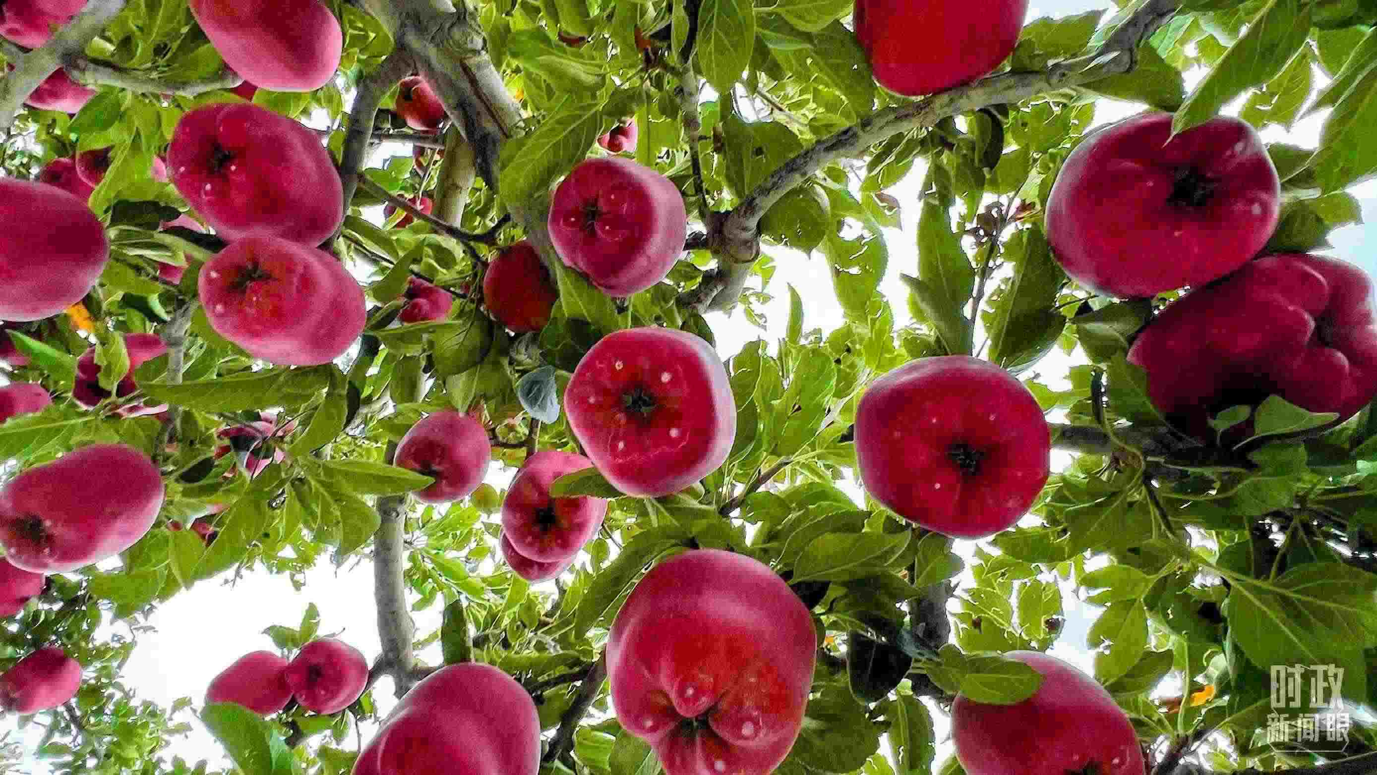 △ 麥積區(qū)南山花牛蘋果基地。（總臺(tái)央視記者程鋮拍攝）