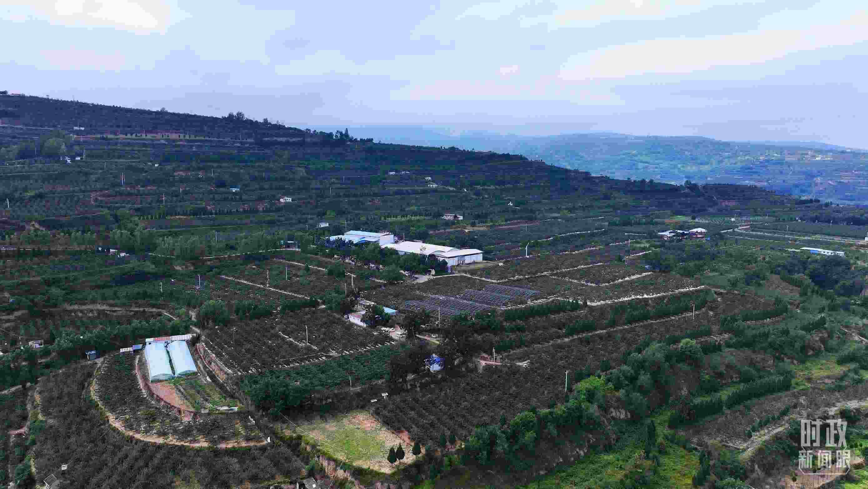 △ 麥積區(qū)南山花牛蘋果基地。（總臺(tái)央視記者范凱拍攝）