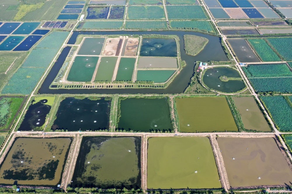 2024年8月13日在山西省臨猗縣薛公村拍攝的蟹塘（無人機照片）。薛公村位于黃河岸邊，有5000多畝黃河灘涂和近5000畝荒溝。當(dāng)?shù)赝ㄟ^將荒溝和灘涂進行整合，發(fā)展特色水產(chǎn)養(yǎng)殖，讓守著黃河水、住在黃河灘的薛公村村民有了新的致富路。