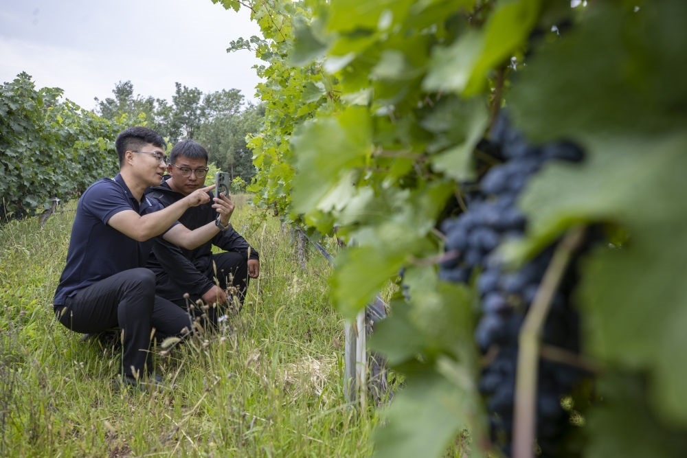2024年8月15日，技術(shù)人員（左）和工作人員在寧夏銀川市西夏區(qū)的一個葡萄園工作。為推動黃河流域生態(tài)保護和高質(zhì)量發(fā)展先行區(qū)建設(shè)，銀川市積極打造高標(biāo)準葡萄園，借助各種傳感器監(jiān)測釀酒葡萄的生長狀態(tài)，實現(xiàn)精準灌溉，從而高效節(jié)約黃河水。