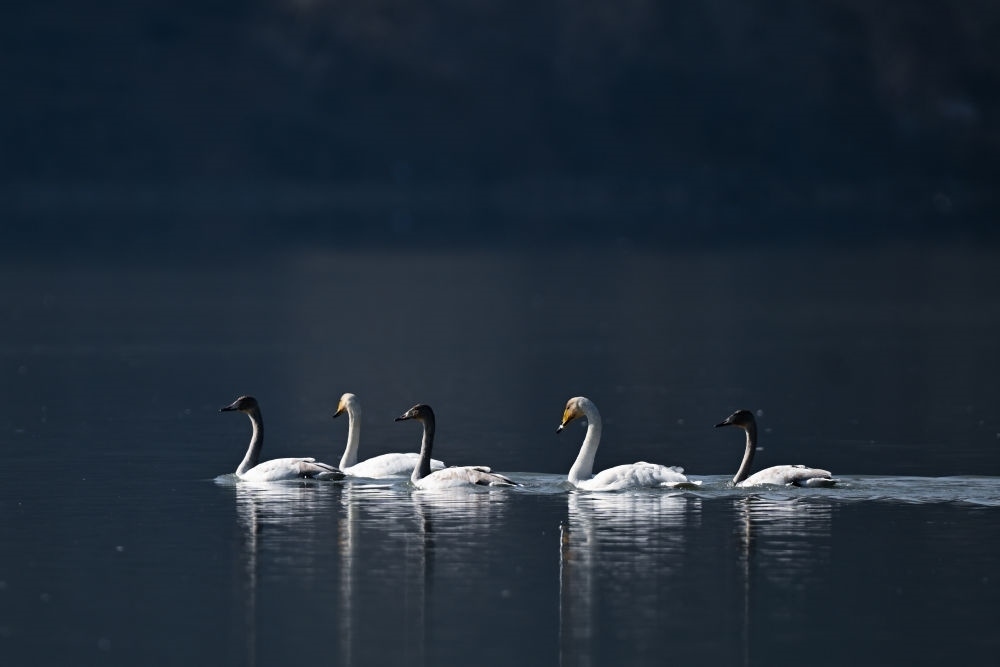 2023年11月30日，天鵝在青海省海東市化隆回族自治縣群科鎮(zhèn)境內(nèi)的黃河上游弋。近年來，青海省加大力度保護治理境內(nèi)黃河流域，改善當(dāng)?shù)厣鷳B(tài)環(huán)境，為越冬候鳥提供良好棲息地。