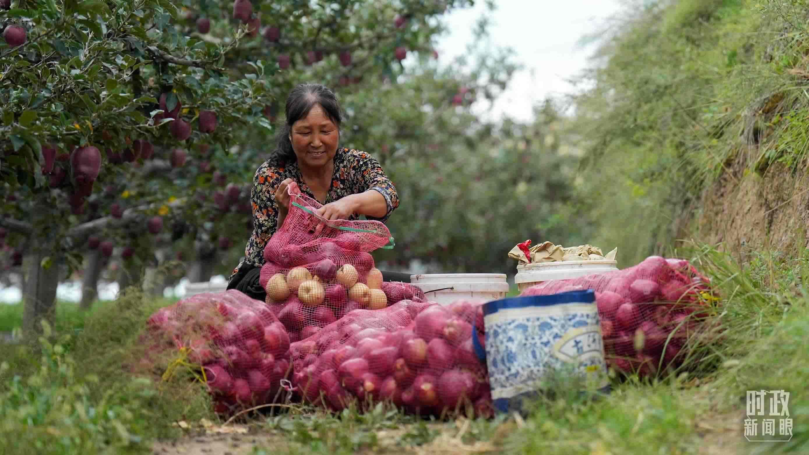△南山花牛蘋(píng)果基地在2023年帶動(dòng)9000多戶村民實(shí)現(xiàn)增收。（總臺(tái)國(guó)廣記者李晉拍攝）