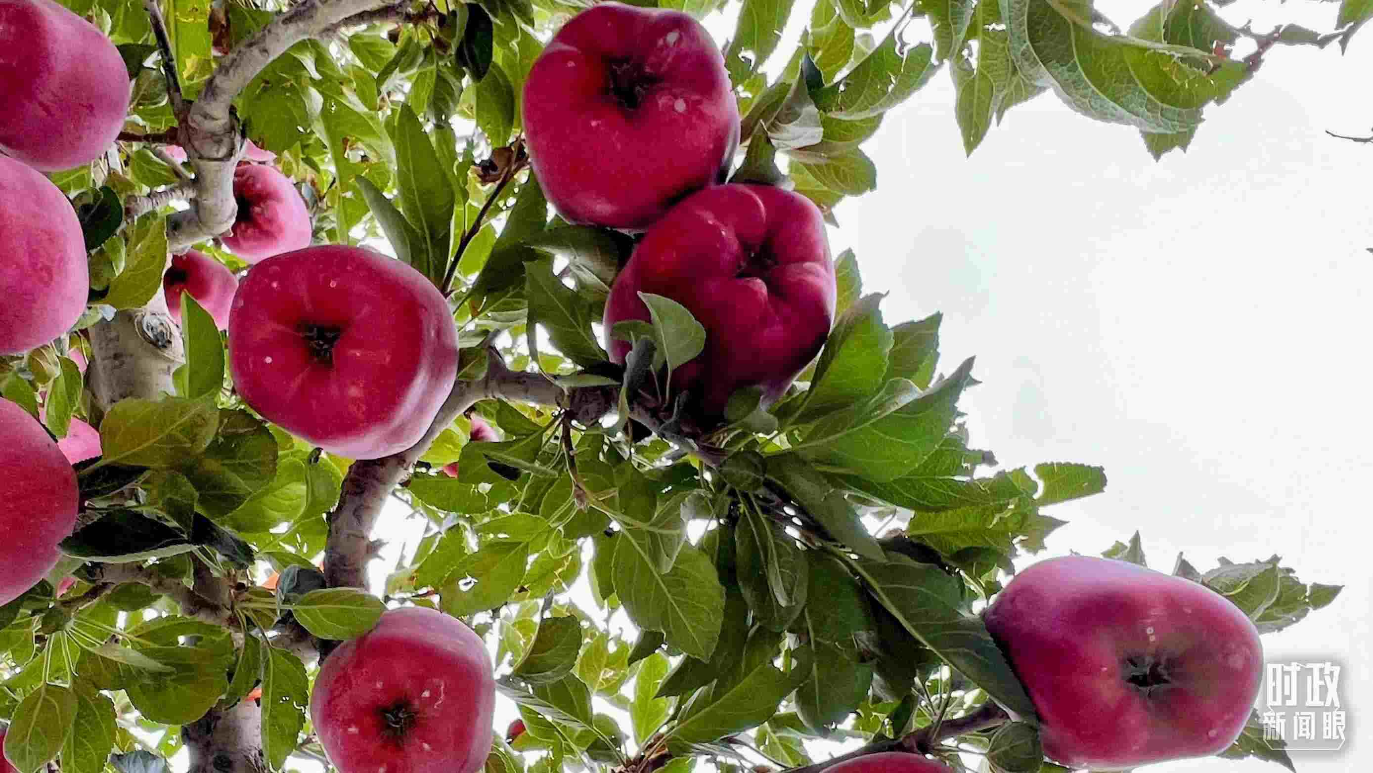 △南山花牛蘋(píng)果基地是元帥系蘋(píng)果生產(chǎn)基地。（總臺(tái)央視記者程鋮拍攝）