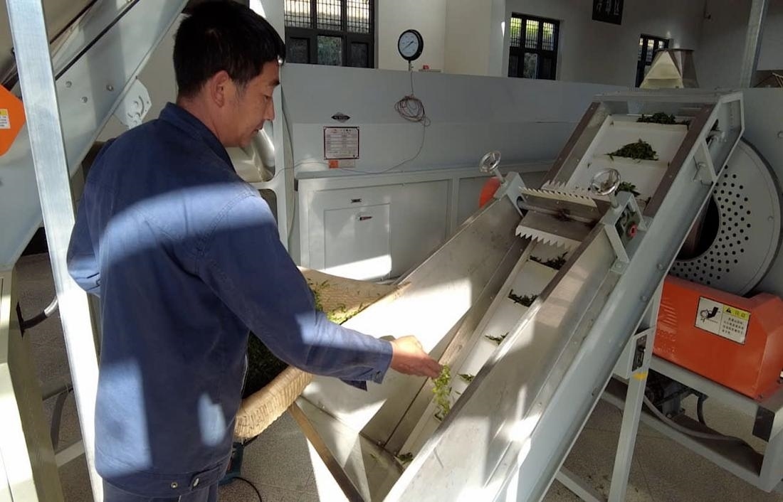  茶廠工人正在查看茶青質(zhì)量。 受訪者供圖
