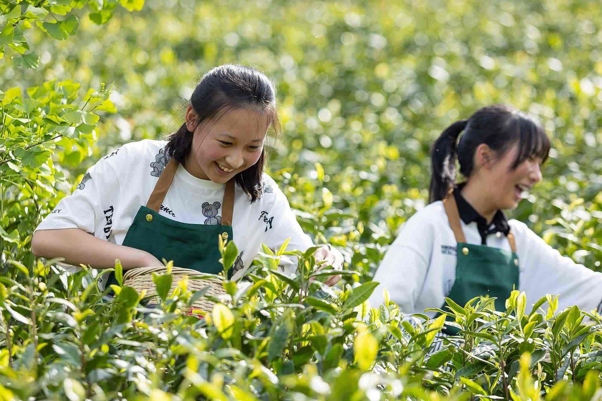 浙江安吉，游客在茶園里體驗(yàn)采茶