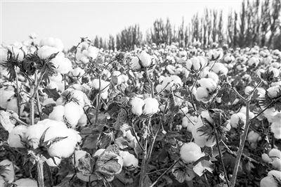 圖為新疆阿克蘇棉田。新研究揭示了GhEXL3基因調(diào)控棉纖維伸長的分子機(jī)制，為棉纖維品質(zhì)遺傳改良提供了重要理論依據(jù)。視覺中國供圖