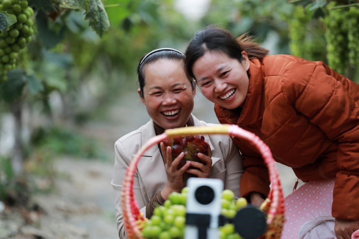 2024年10月6日，果農(nóng)在貴州省黔西市金碧鎮(zhèn)新蘭村葡萄園里進(jìn)行直播銷售。來源：人民圖片