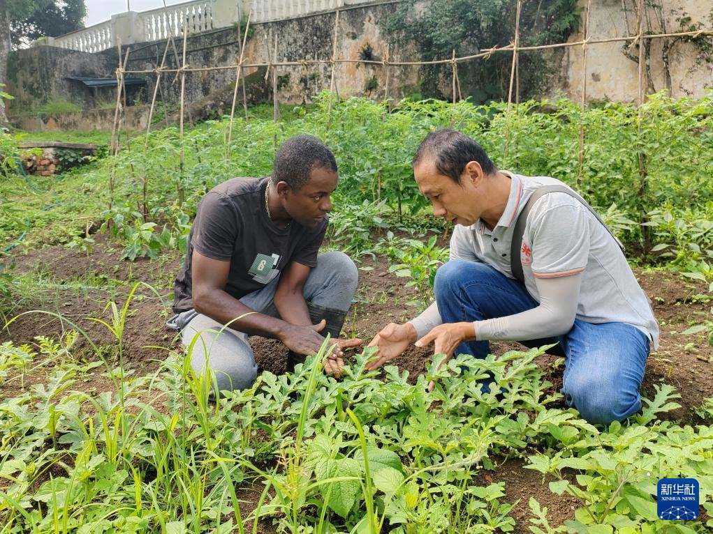 中國援圣普農(nóng)牧業(yè)技術(shù)項(xiàng)目組專家彭杰（右）在圣多美和普林西比的梅佐希大區(qū)指導(dǎo)蔬菜種植戶改善田間管理技術(shù)（2024年1月25日攝）。新華社發(fā)（中國援圣普農(nóng)技組供圖）