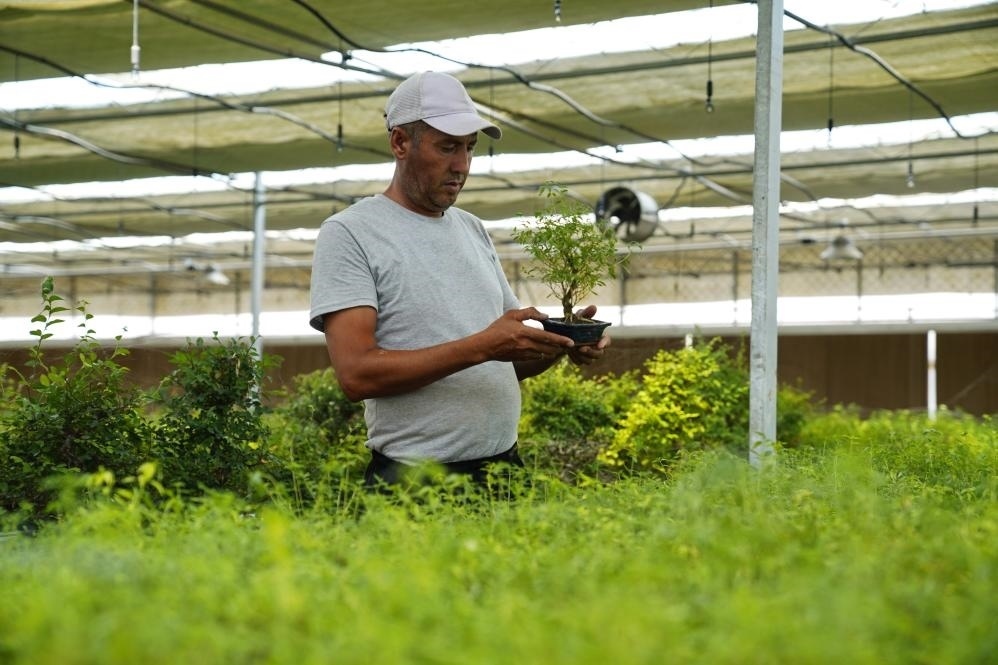 7月28日，在烏茲別克斯坦錫爾河州的上合組織農(nóng)業(yè)基地中烏現(xiàn)代農(nóng)業(yè)科技示范園，工作人員檢查盆栽植物。新華社發(fā)（扎法爾攝）