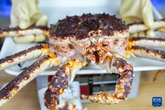 這是9月20日在吉林省琿春市的東北亞跨境電商產(chǎn)業(yè)園內(nèi)的帝王蟹保稅店拍攝的帝王蟹。新華社記者 許暢 攝