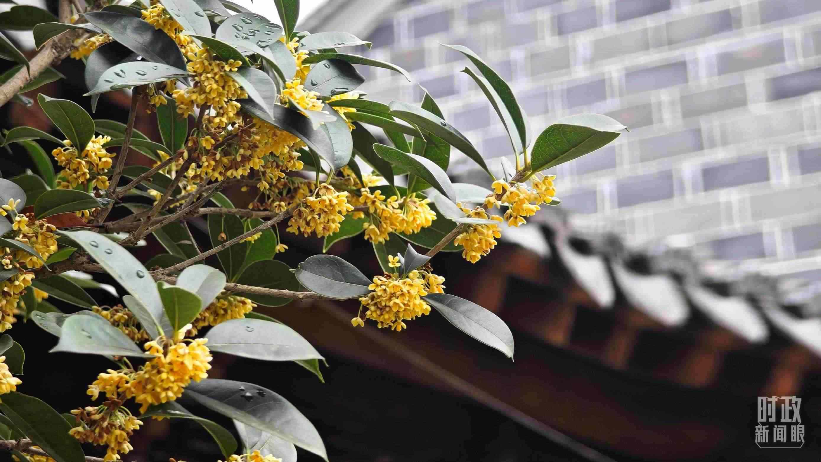 △六尺巷。（總臺(tái)央視記者趙化、彭漢明拍攝）