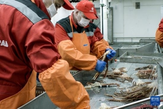 俄羅斯蟹業(yè)集團(tuán)的工作人員在生產(chǎn)線上加工產(chǎn)品（資料照片）。新華社發(fā)（俄羅斯蟹業(yè)集團(tuán)供圖）