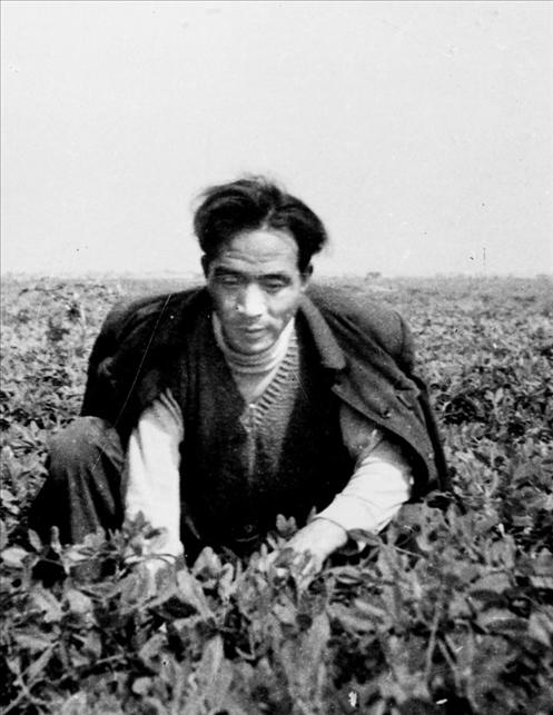 在蘭考期間，焦裕祿在田間勞動的情景。