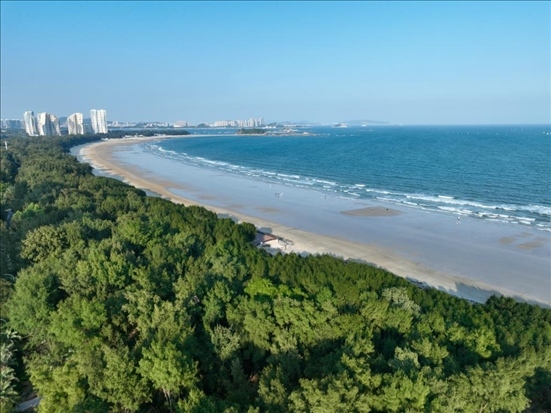 郁郁蔥蔥的東山縣沿海防護(hù)林（無人機拍攝）。新華社記者 姜克紅 攝