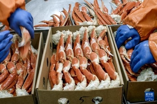 俄羅斯蟹業(yè)集團(tuán)的工作人員在生產(chǎn)線上加工產(chǎn)品（資料照片）。新華社發(fā)（俄羅斯蟹業(yè)集團(tuán)供圖）