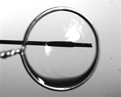 液膜被銅針穿透時(shí)仍能保持不破裂。 受訪者供圖