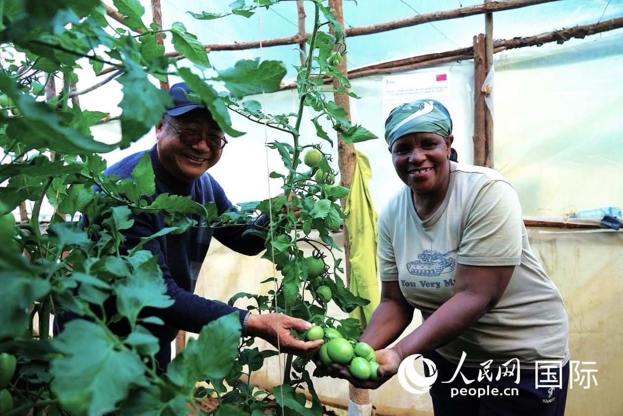 肯尼亞納庫魯郡，南京農(nóng)業(yè)大學援非專家劉高瓊和當?shù)剞r(nóng)民瑪麗·姆旺吉在溫室大棚里查看番茄種植情況。人民網(wǎng)記者 黃煒鑫攝
