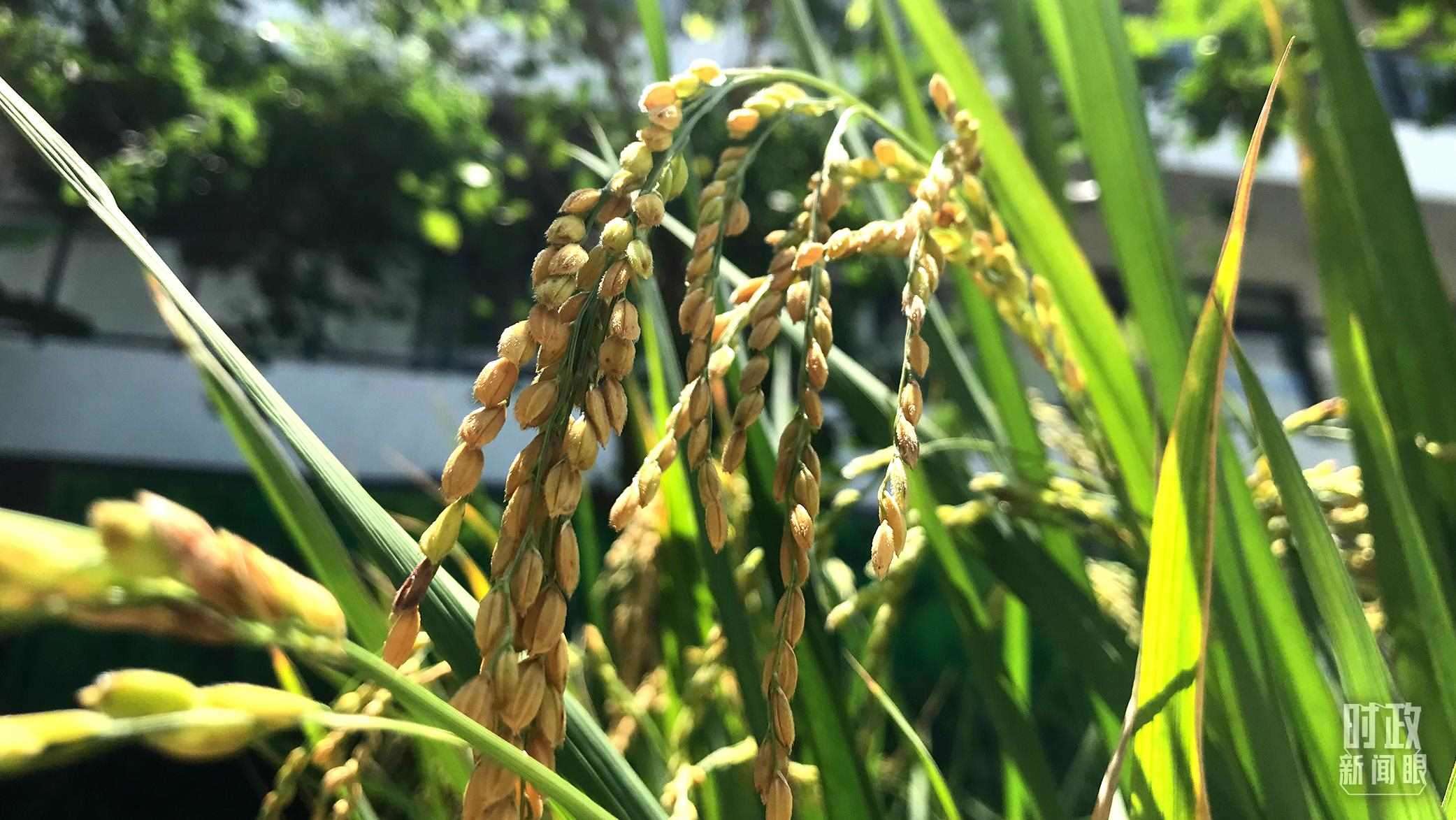 在海南培育的水稻品種。（總臺央視記者石偉明拍攝）