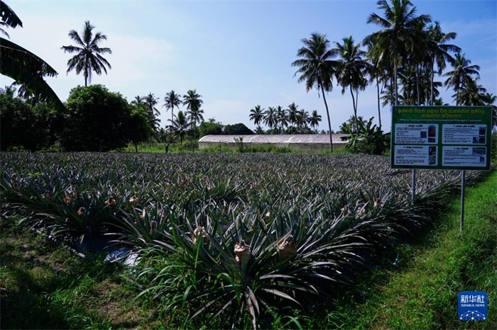 這是12月23日在斯里蘭卡馬坎杜拉拍攝的中國技術(shù)試驗田菠蘿田。新華社記者 陳冬書 攝