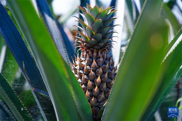 這是12月23日在斯里蘭卡馬坎杜拉拍攝的中國技術(shù)試驗田里的菠蘿。新華社記者 陳冬書 攝