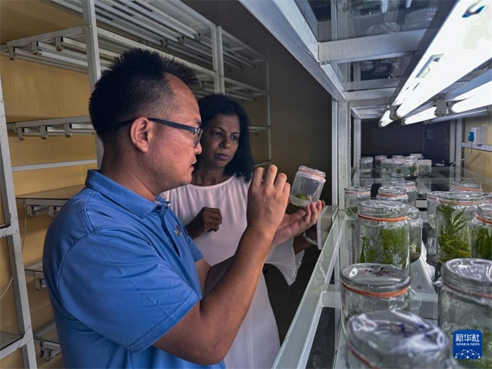 12月23日，在斯里蘭卡馬坎杜拉，中國專家與斯里蘭卡馬坎杜拉可持續(xù)農(nóng)業(yè)與發(fā)展研究中心主任達(dá)莎妮·賈亞曼納交流。新華社發(fā)（中國、聯(lián)合國糧農(nóng)組織與斯里蘭卡南南合作項目專家組供圖）