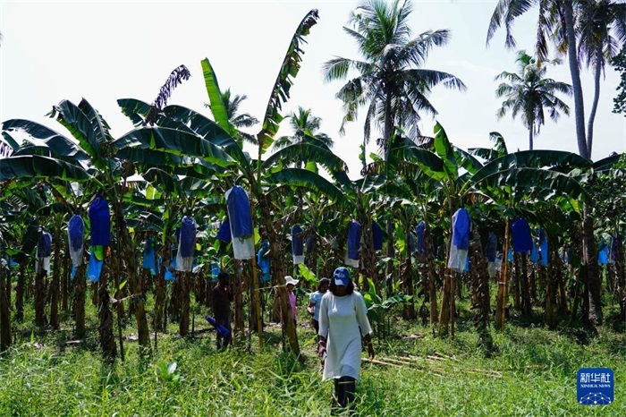 12月23日，在斯里蘭卡馬坎杜拉，農(nóng)民走過中國技術(shù)試驗田香蕉田。新華社記者 陳冬書 攝