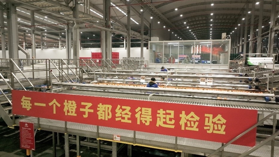 工人在智能生產(chǎn)線上對臍橙精深加工。人民網(wǎng)記者 張力洋攝