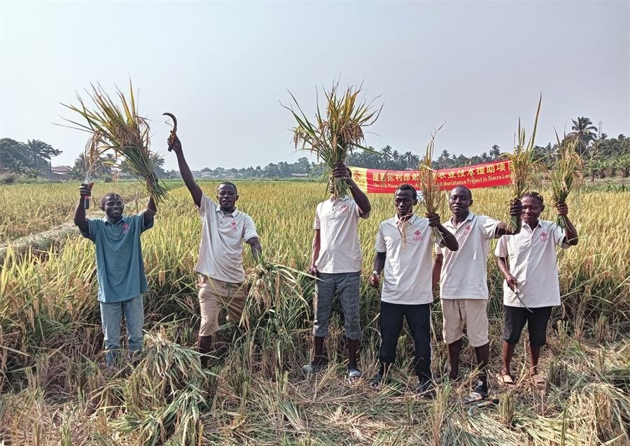 當(dāng)?shù)卮迕裾故窘衲甑乃痉N植成果。中國援塞農(nóng)業(yè)專家組供圖