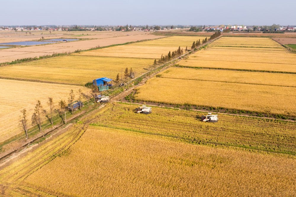 2024年11月1日，在湖南華容縣團(tuán)洲垸，村民駕駛收割機(jī)收獲水稻（無人機(jī)照片）。新華社記者陳思汗 攝