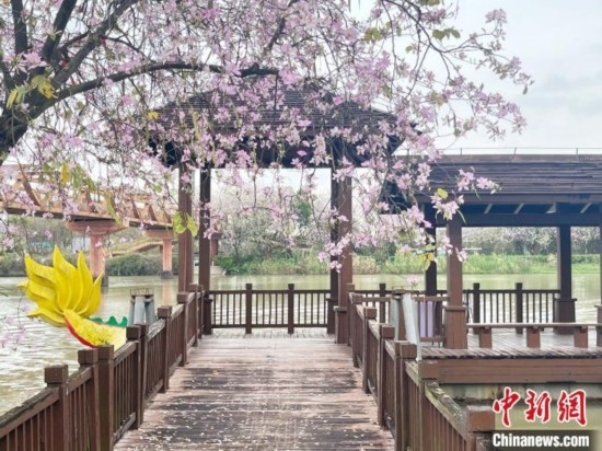 3月7日，廣州海珠國家濕地公園宮粉紫荊花海吸引游人。中新社記者 許青青 攝