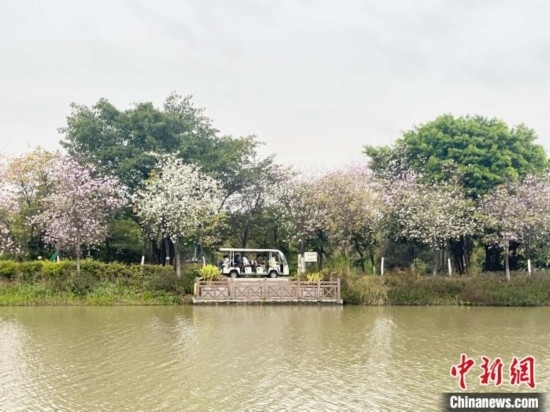 3月7日，廣州海珠國家濕地公園宮粉紫荊花海吸引游人。中新社記者 許青青 攝