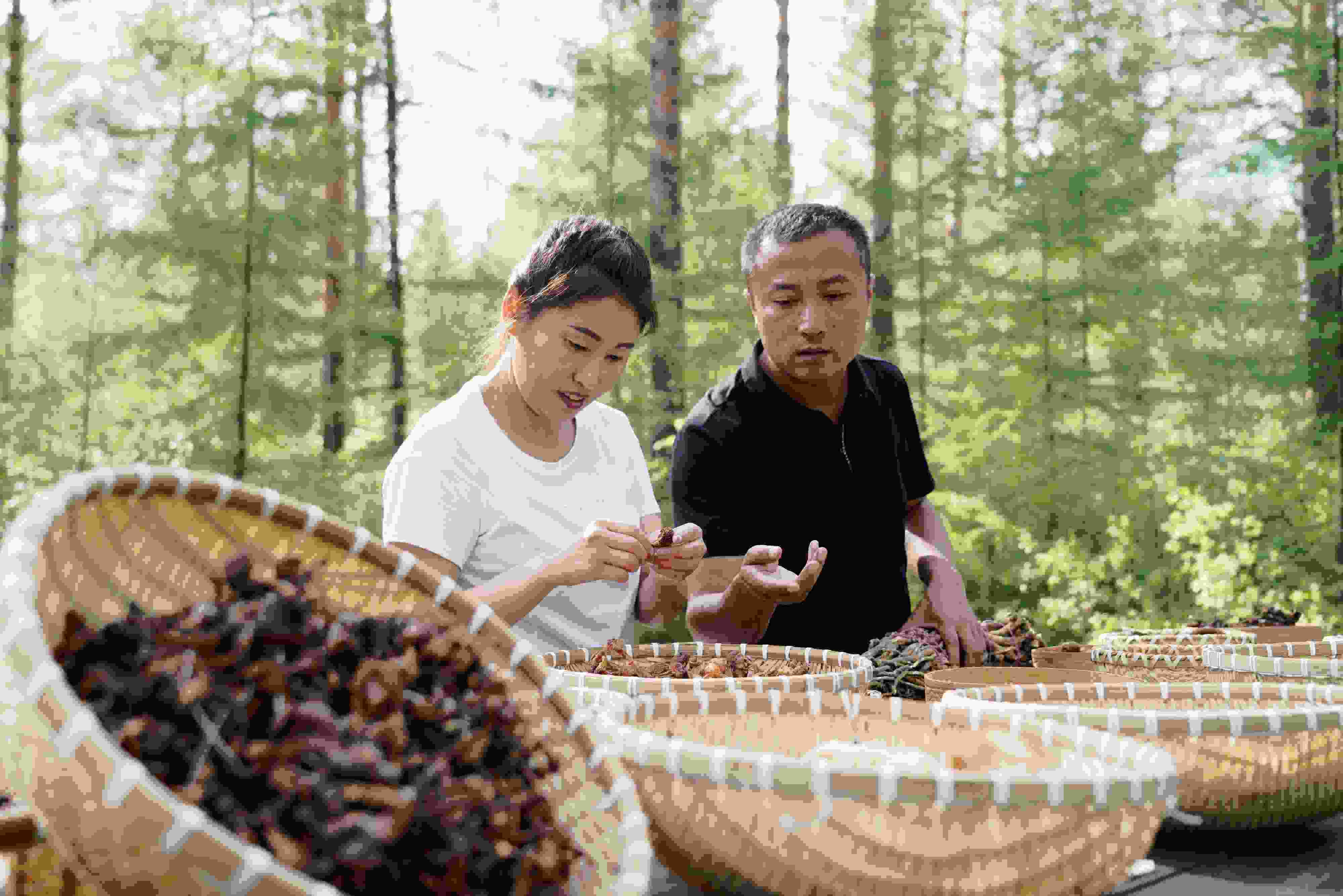 2024年8月6日，黑龍江漠河林場員工正在分揀采集來的林下產(chǎn)品。