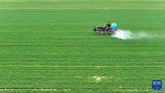 3月14日，在菏澤市鄆城縣郭屯鎮(zhèn)，農(nóng)民在麥田里噴灑除草劑（無人機(jī)照片）。