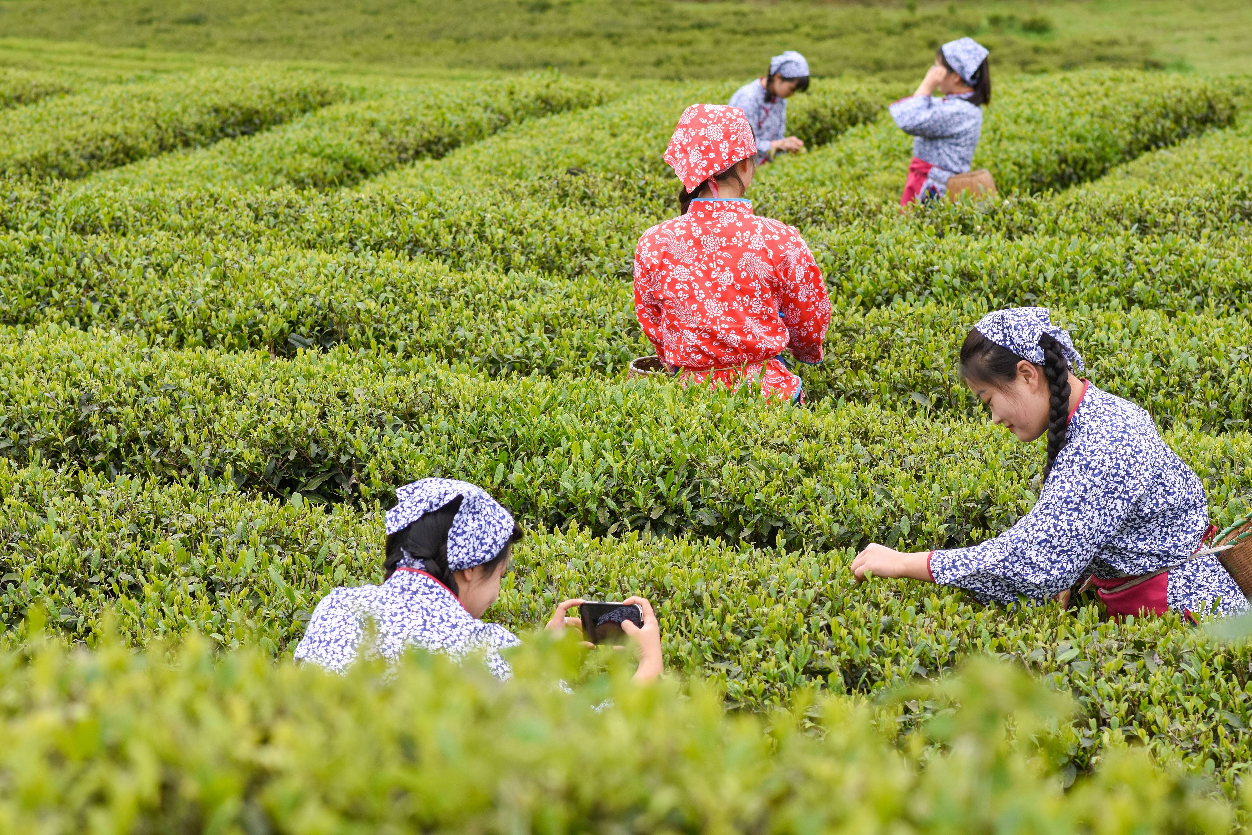 2023年4月6日，游客在貴州省銅仁市江口縣怒溪鎮(zhèn)駱象村生態(tài)茶園體驗采茶樂趣。