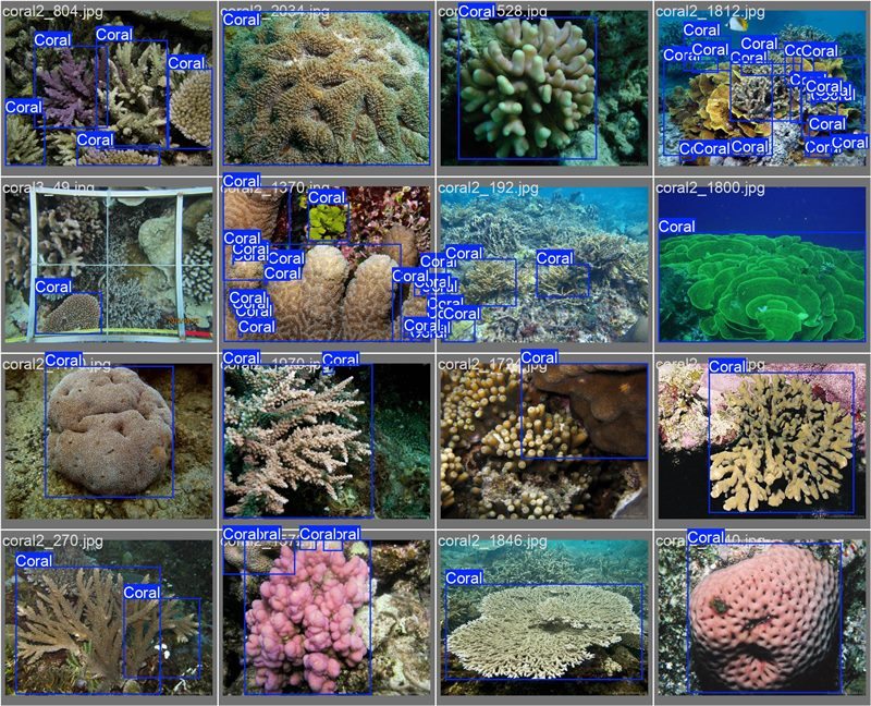 南海珊瑚識別。阿里云供圖