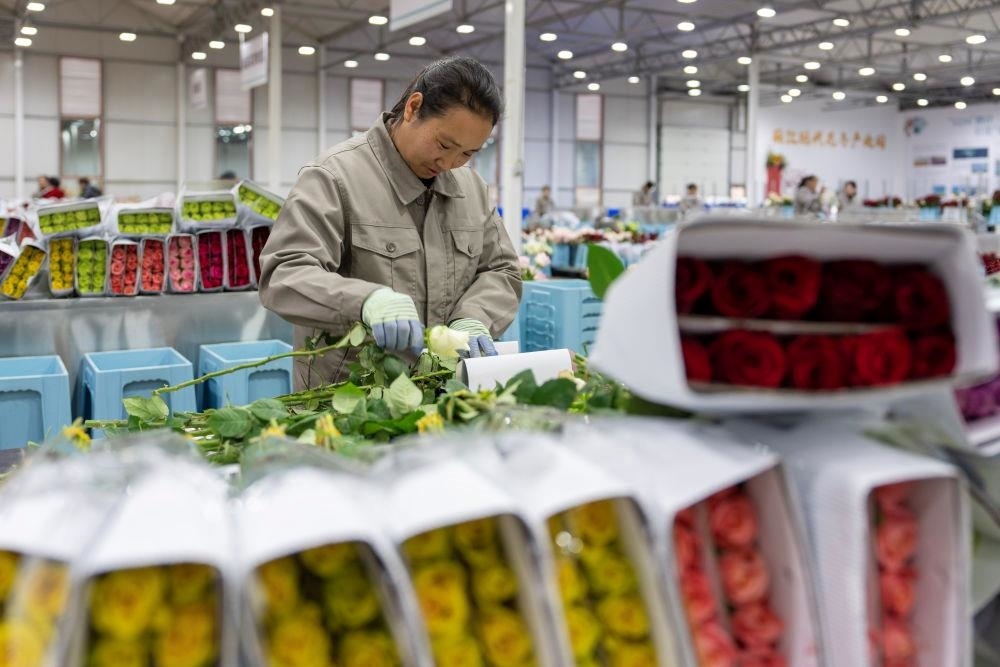 △近日，工作人員在云南麗江現(xiàn)代花卉產(chǎn)業(yè)園包裝鮮花。